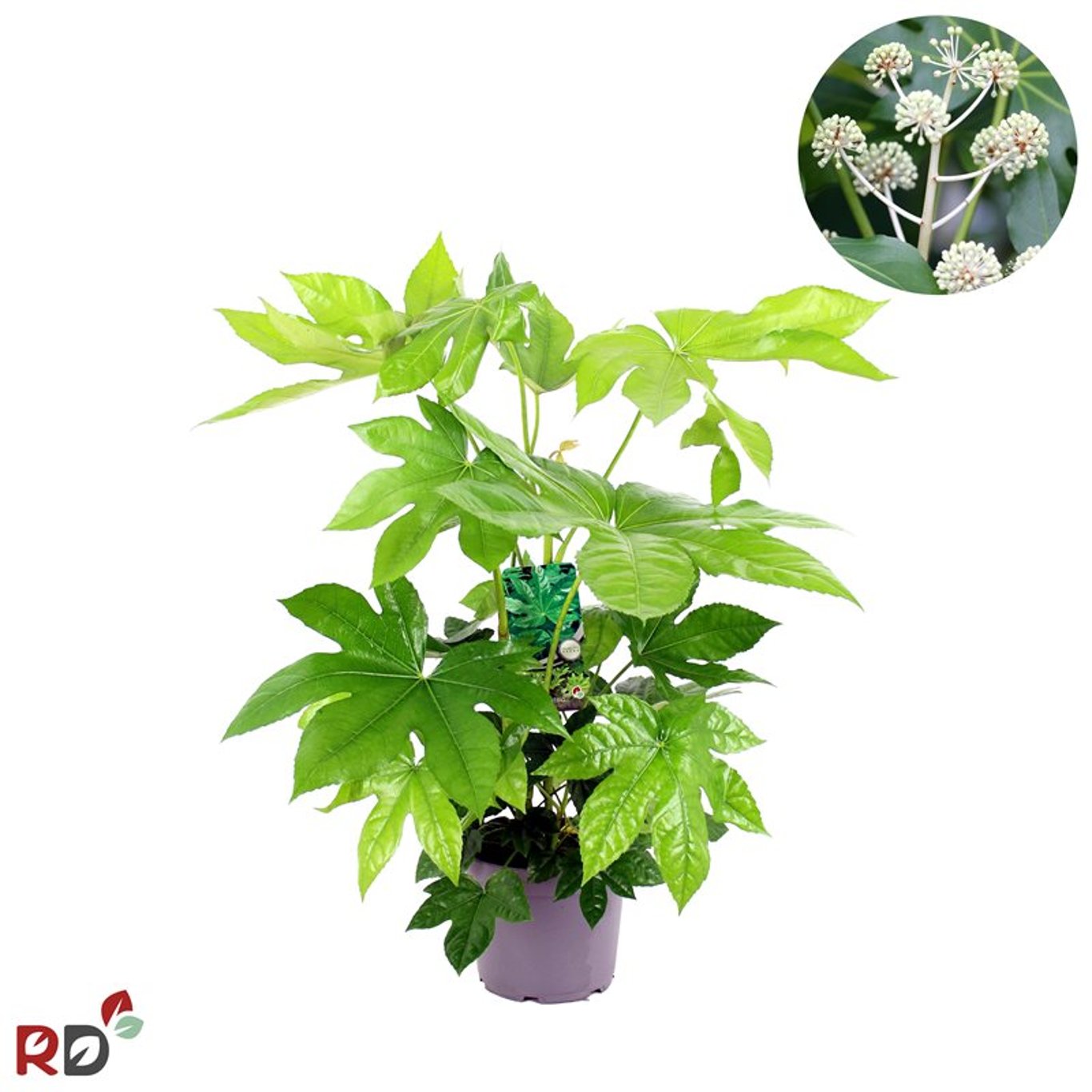 Fatsia japonica - C5 40-60 CM